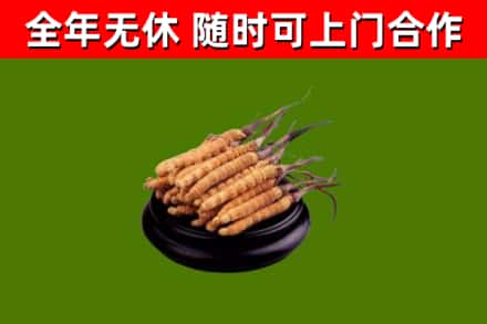 荣县回收冬虫夏草