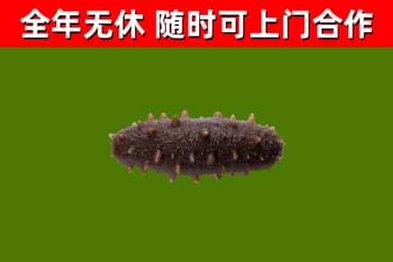 荣县回收海参干